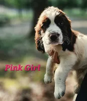 Pink Girl, a female English Springer Spaniel for sale in Greers Ferry, AR – 3 of 7