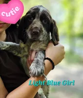 Light Blue Girl, a female English Springer Spaniel for sale in Greers Ferry, AR – 2 of 3