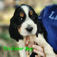Tri-Color Boy, a male English Springer Spaniel for sale in Greers Ferry, AR – 4 of 6