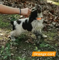 Orange Girl, a female English Springer Spaniel for sale in Greers Ferry, AR – 5 of 6