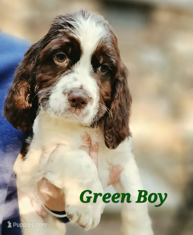 Green Boy – English Springer Spaniel puppy for sale in Greers Ferry, AR