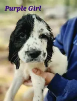 Purple Girl, a female English Springer Spaniel for sale in Greers Ferry, AR – 2 of 5