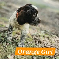 Orange Girl, a female English Springer Spaniel for sale in Greers Ferry, AR – 4 of 6