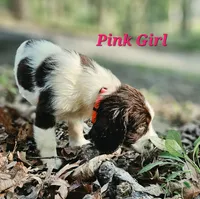 Pink Girl, a female English Springer Spaniel for sale in Greers Ferry, AR – 4 of 7