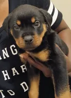 Rottweiler boy, a male Rottweiler for sale in Spring Hill, TN – 2 of 3