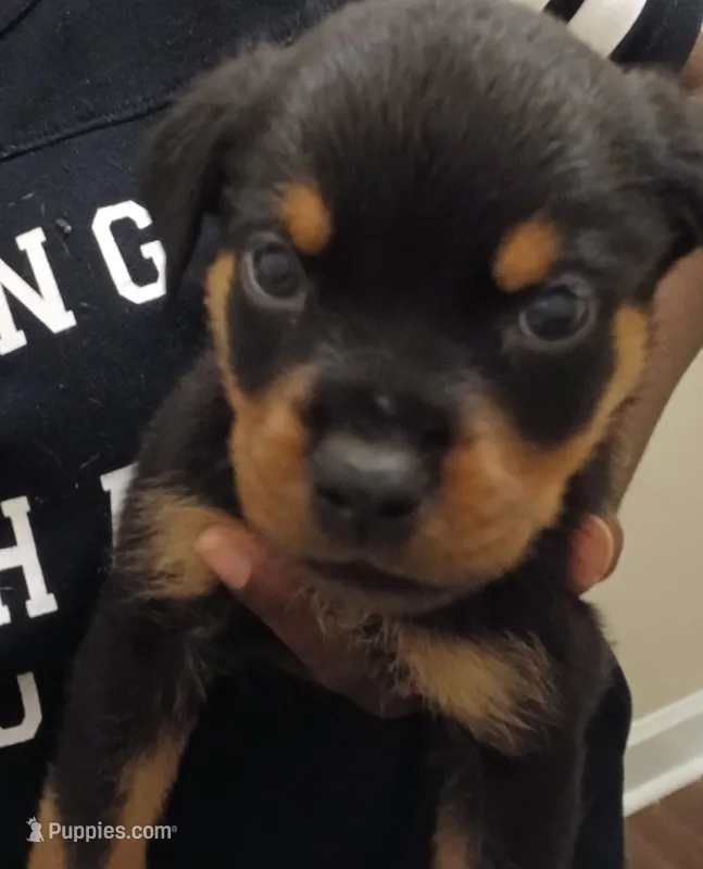 Rottweiler boy – Rottweiler puppy for sale in Spring Hill, TN