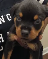 Rottweiler boy, a male Rottweiler for sale in Spring Hill, TN – 1 of 3