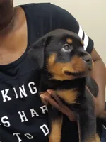 Rottweiler boy, a male Rottweiler for sale in Spring Hill, TN – 3 of 3