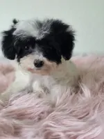 Cookie , a female Maltipoo for sale in Bakersfield, CA – 2 of 3