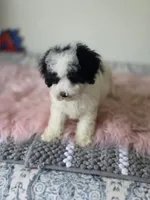 Oreo , a male Maltipoo for sale in Bakersfield, CA – 3 of 4