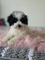 Oreo , a male Maltipoo for sale in Bakersfield, CA – 2 of 3