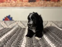 Shadow, a male Maltipoo for sale in Bakersfield, CA – 3 of 3