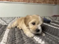 Honey , a female Maltipoo for sale in Bakersfield, CA – 2 of 4