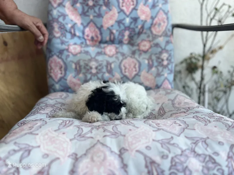 Oreo – Maltipoo puppy for sale in Bakersfield, CA