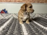 Biscuit , a male Maltipoo for sale in Bakersfield, CA – 3 of 3