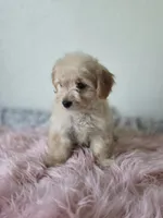 Willow , a  Maltipoo for sale in Bakersfield, CA – 2 of 4