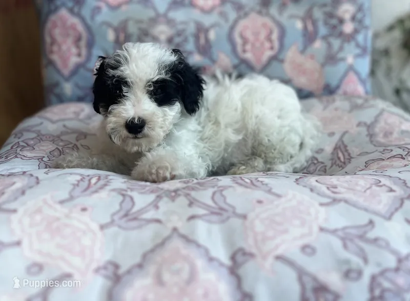 Oreo  – Maltipoo puppy for sale in Bakersfield, CA