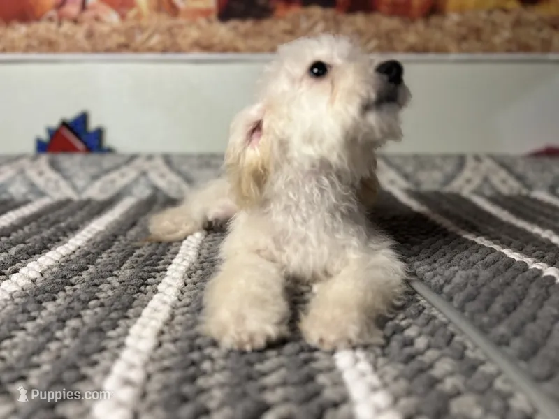 Luna  – Maltipoo puppy for sale in Bakersfield, CA
