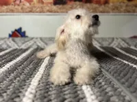Luna , a female Maltipoo for sale in Bakersfield, CA – 1 of 2