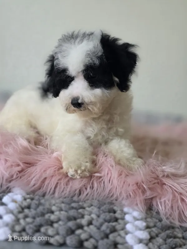 Oreo  – Maltipoo puppy for sale in Bakersfield, CA