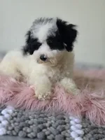 Oreo , a male Maltipoo for sale in Bakersfield, CA – 1 of 3
