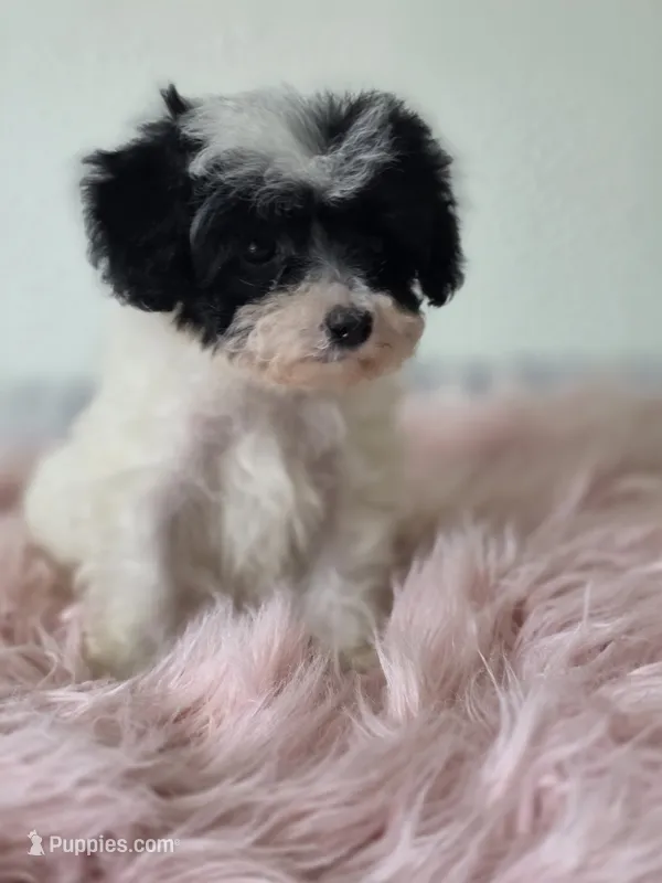 Cruella  – Maltipoo puppy for sale in Bakersfield, CA