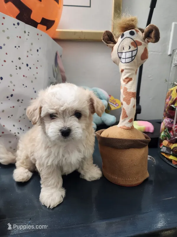 Snow, a female Maltipoo for sale in Bakersfield, CA – 1 of 2