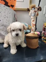 Snow, a female Maltipoo for sale in Bakersfield, CA – 1 of 2