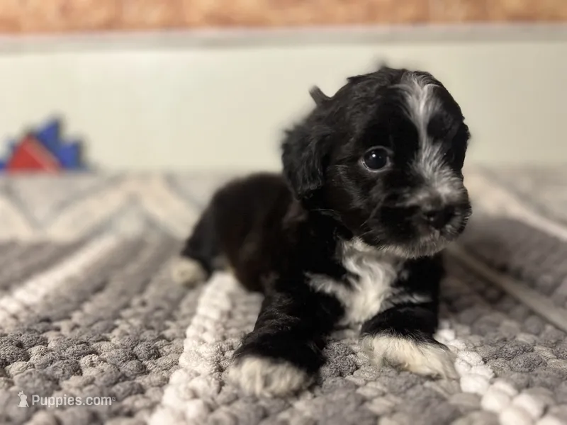 Shadow  – Maltipom puppy for sale in Bakersfield, CA