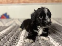 Shadow , a male Maltipom for sale in Bakersfield, CA – 1 of 3