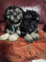 Shadow , a male Maltipoo for sale in Bakersfield, CA – 2 of 2