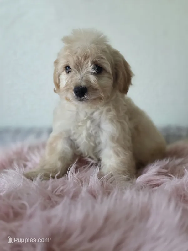 Willow  – Maltipoo puppy for sale in Bakersfield, CA