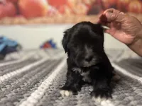 Luna, a female Maltipoo for sale in Bakersfield, CA – 1 of 3