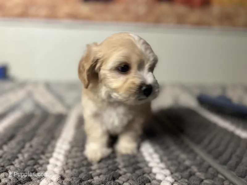 Honey  – Maltipoo puppy for sale in Bakersfield, CA