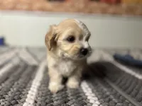 Honey , a female Maltipoo for sale in Bakersfield, CA – 1 of 4