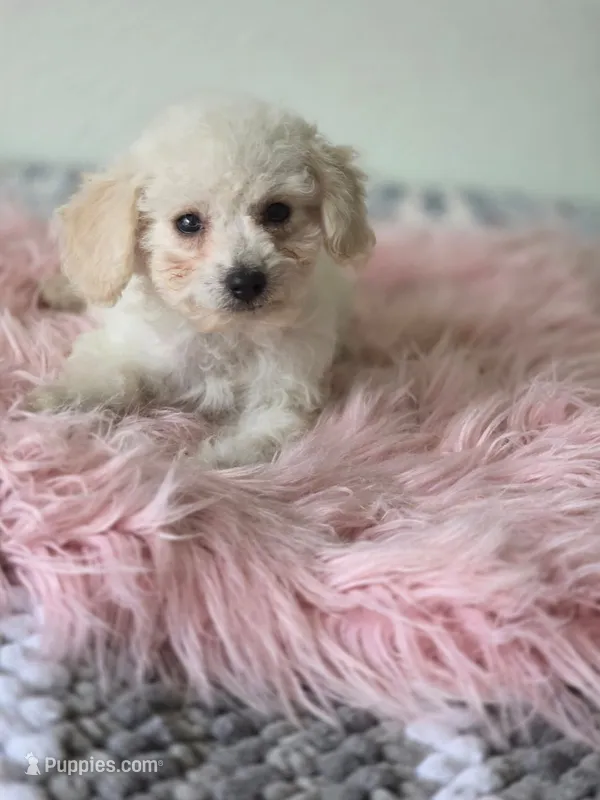 Casper – Maltipoo puppy for sale in Bakersfield, CA