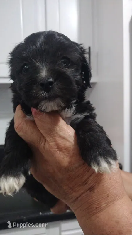 Oreo – Maltipoo puppy for sale in Bakersfield, CA