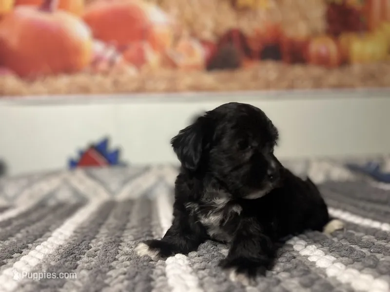 Luna  – Maltipoo puppy for sale in Bakersfield, CA