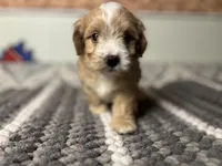 Biscuit , a male Maltipoo for sale in Bakersfield, CA – 2 of 3