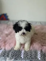 Oreo , a male Maltipoo for sale in Bakersfield, CA – 2 of 3
