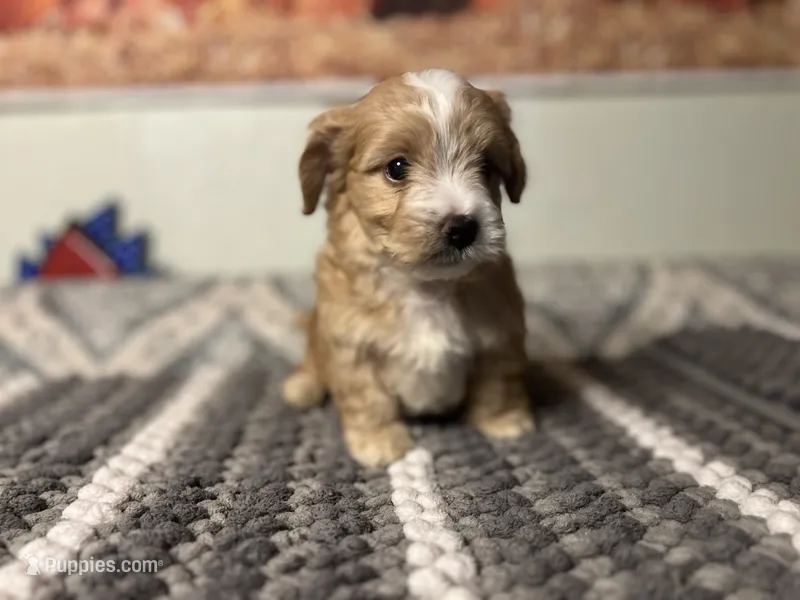 Biscuit  – Maltipoo puppy for sale in Bakersfield, CA