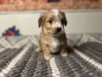 Biscuit , a male Maltipoo for sale in Bakersfield, CA – 1 of 3