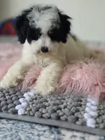 Oreo , a male Maltipoo for sale in Bakersfield, CA – 3 of 3
