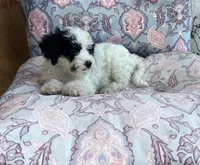 Oreo , a male Maltipoo for sale in Bakersfield, CA – 3 of 3