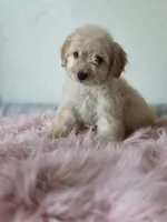 Willow , a female Maltipoo for sale in Bakersfield, CA – 2 of 3
