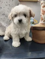 Snow, a female Maltipoo for sale in Bakersfield, CA – 2 of 2