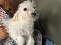 Luna , a female Maltipoo for sale in Bakersfield, CA – 2 of 2