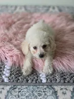 Casper, a male Maltipoo for sale in Bakersfield, CA – 3 of 3