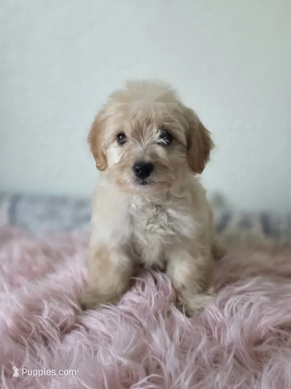 Luna  – Maltipoo puppy for sale in Bakersfield, CA