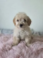 Luna , a female Maltipoo for sale in Bakersfield, CA – 1 of 2